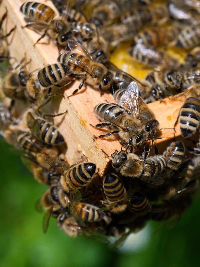 Detailed image of honey bees working on a honeycomb outdoors.